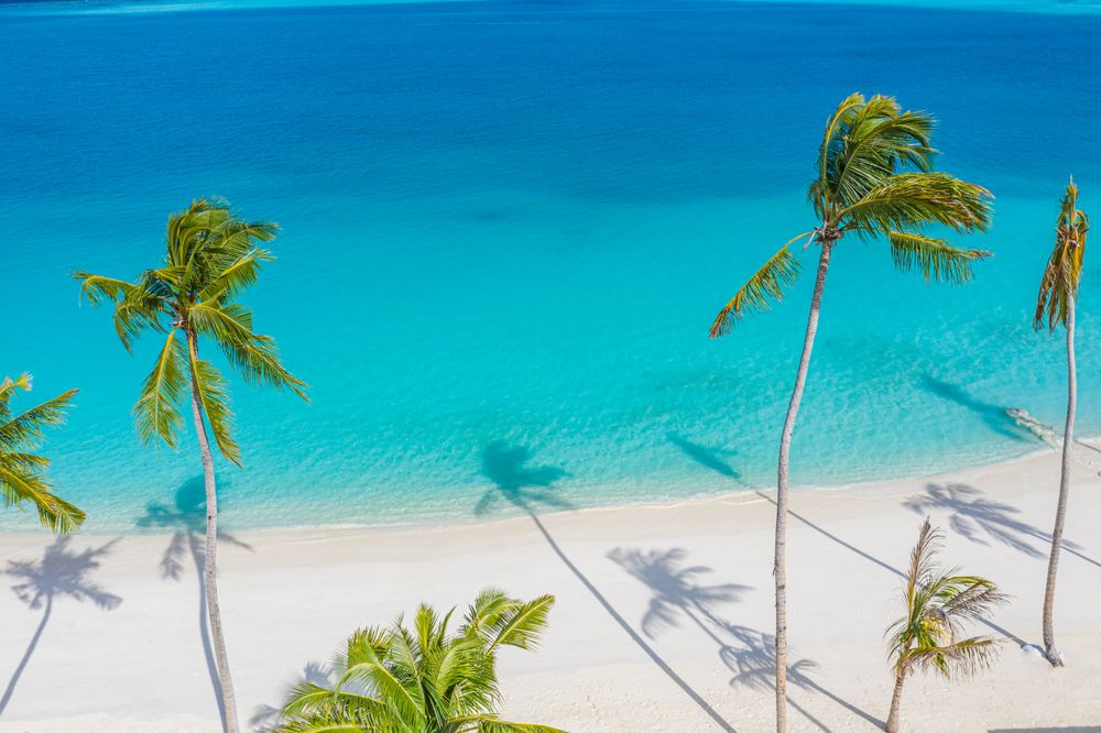 Palm trees and their shadows against tropical water