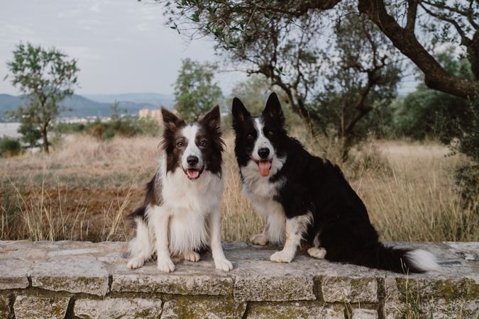 Border Collie dogs sitting on brick fence in countryside