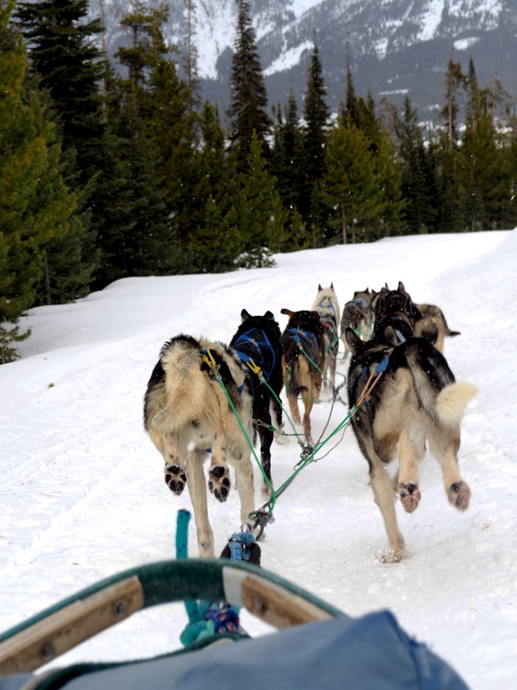 Frozen Journey: Dog Sledding in Snowy Landscape
