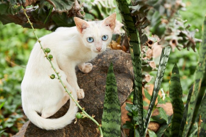 Light cat on brown tree trunk