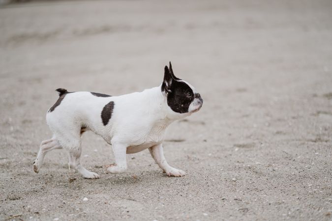 Dog running on beach near sea