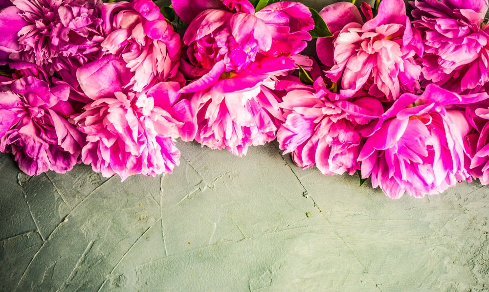 Summer flowers concept with peony