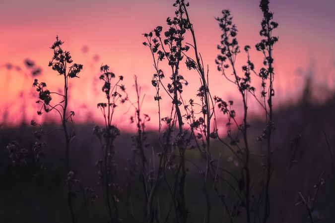 Silhouette of delicate dry plant at sunset or sunset
