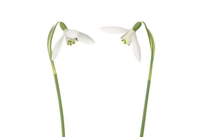 Two blooming snowdrop flowers on a light background