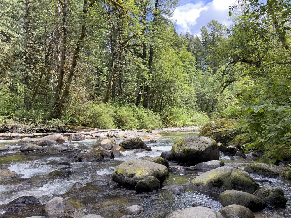 Rocky rolling river in forest