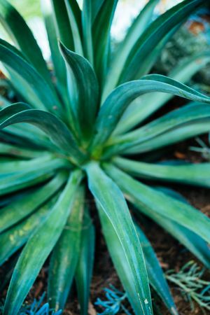 Close up succulent