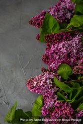 Spring floral card concept with lilac flowers on concrete counter with vertical composition 5zrZzX