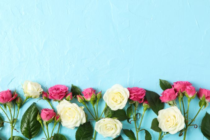 Beautiful fresh roses with space for text on color background, top view