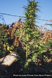 Tattooed arm holding tall marijuana plant growing outdoors bepMq4