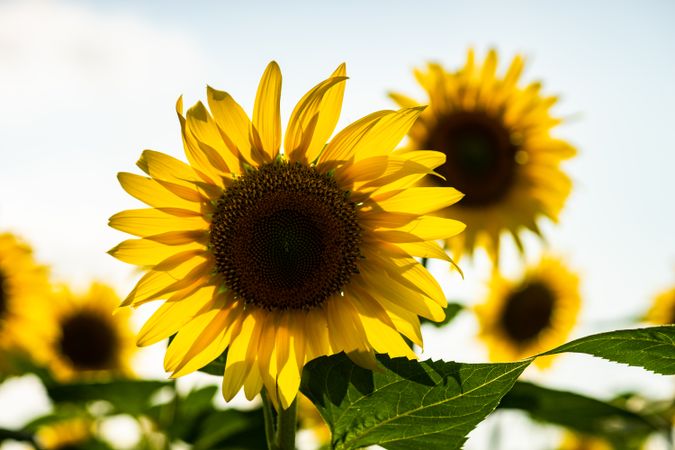 Blooming yellow sunflowers on sunny day