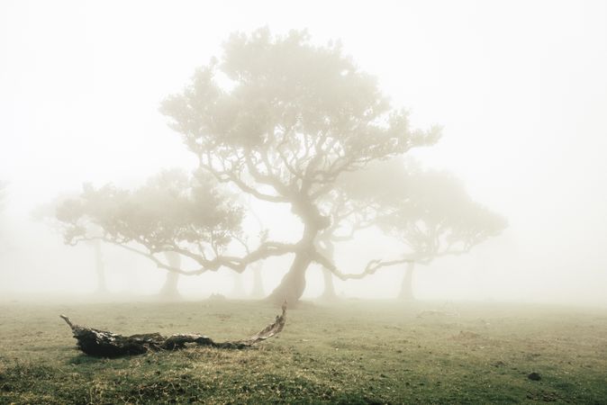 A madeira tree surrounded by fog with a branch in the foreground