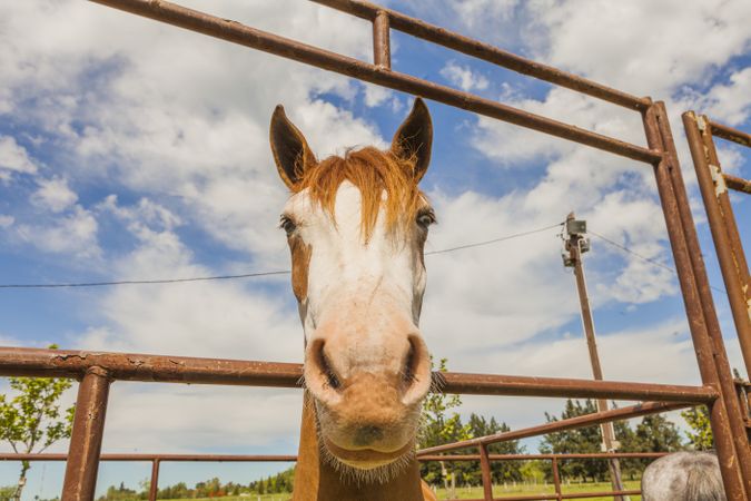 Brown horse standing behind paddock fence