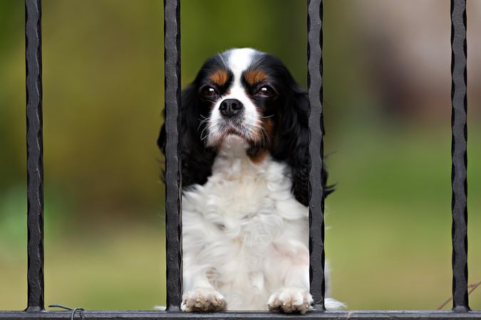 Close up of curious cavalier spaniel behind a fence