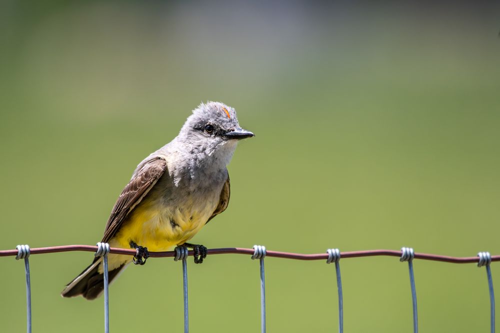 Bird perched on fence