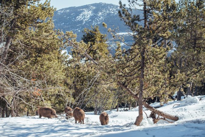 Boars pasturing between trees and snow