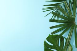Different palm leaves on blue background, copy space