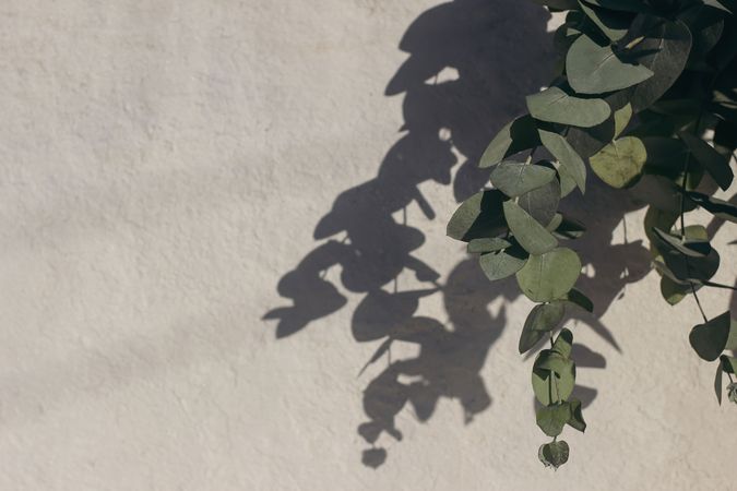 Closeup of green eucalyptus tree branches, leaves in sunlight. Aesthetic floral foliage shadow overlays, silhouette. Blurred wall background. Beautiful natural texture, web banner. Copyspace