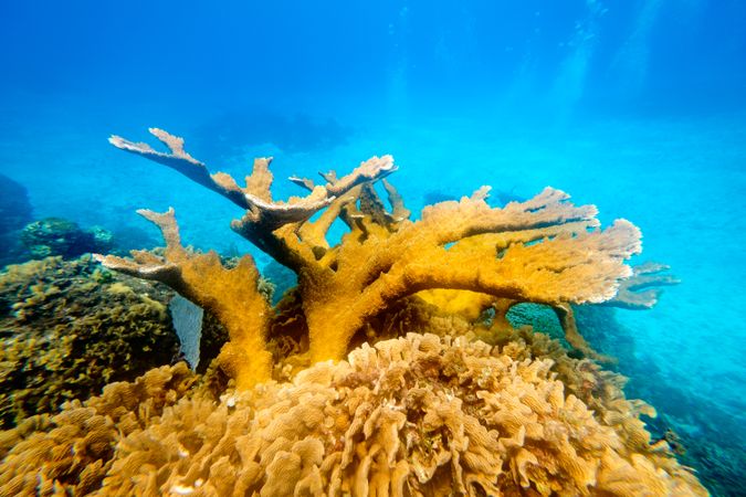 Yellow corals underwater in ocean