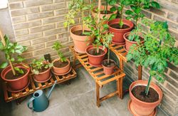Vegetable garden on balcony of apartment with plants growing on ceramic pots