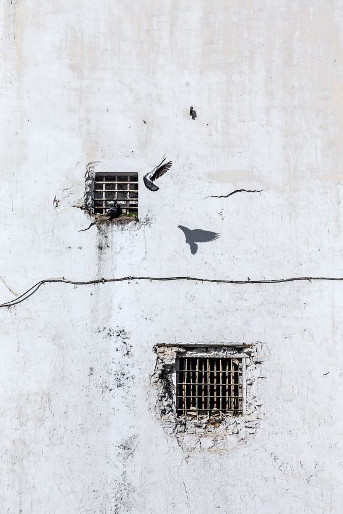 Birds on little window of building