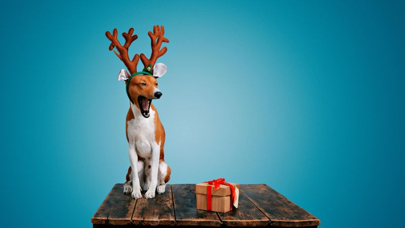 Yawning dog wearing festive antlers on wooden table with present and blue background