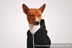 Dog squinting in hoodie 0JYJrb