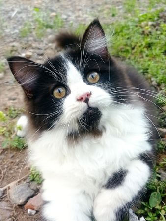 Close-up of bicolor cat sitting outdoors