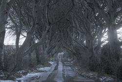 Tunnel of giant beech leafless trees in Ireland