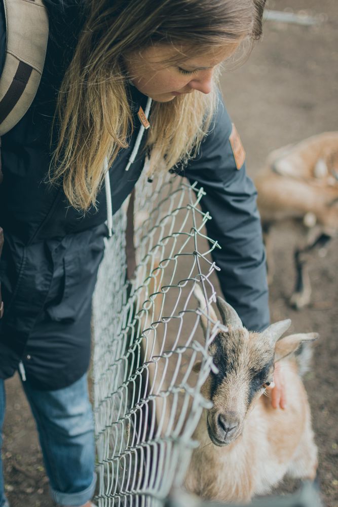 Girl petting a goat behind the fence