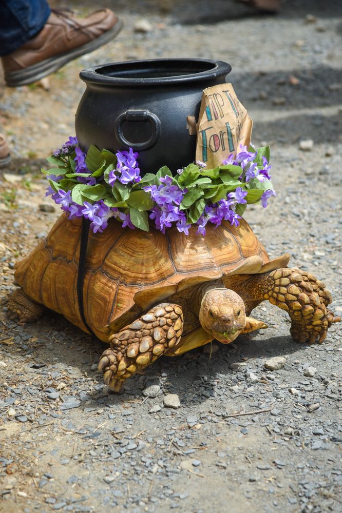 A turtle asking for tips