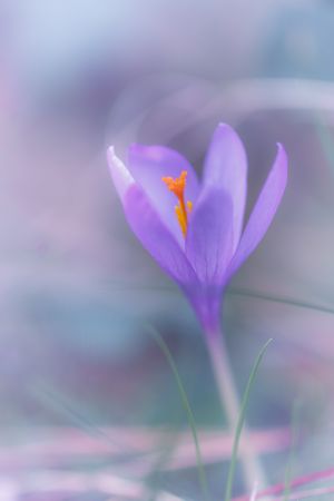 Gentle violet flower in closeup