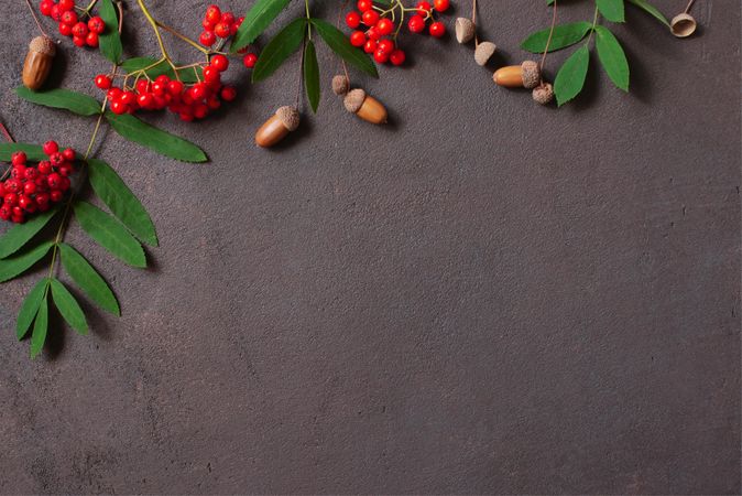 Hazelnut and red berries on dark background with copy space
