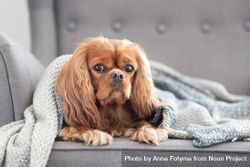 Cavalier spaniel on grey seat with blanket 4Morq0