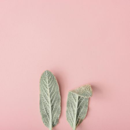 Bunny rabbit ears made of natural green leaves on pastel pink background