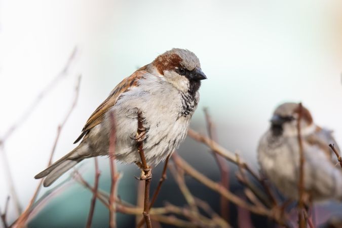 House sparrow on brown tree branch