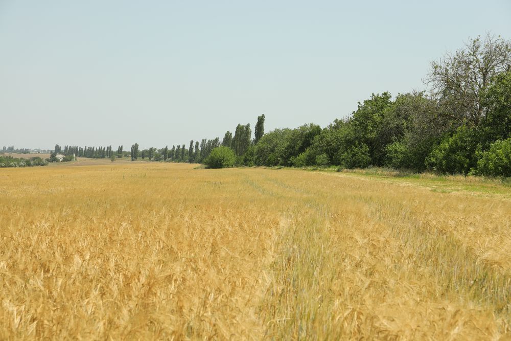 Barley field. Amazing sunny day. Agriculture and farming