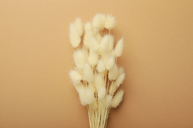 Dried bunny tail bouquet centered on a neutral brown background