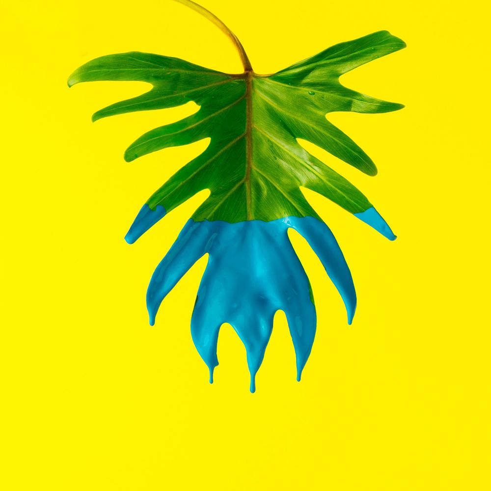 Green tropical leaf dipped n blue paint on yellow background