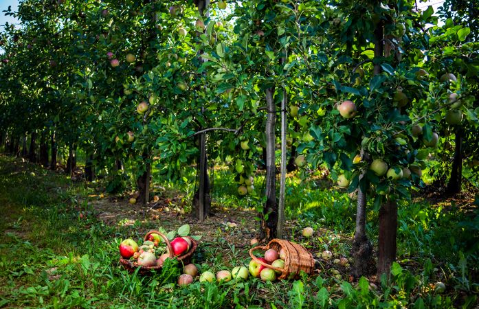 We collect apples. Basket of ripe fruits on an apple plantation.