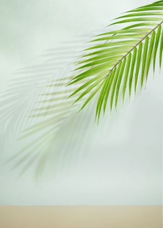 Palm leaf and shadow on a baby blue background with copy space