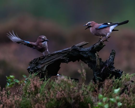 Two Eurasian jay on tree branch