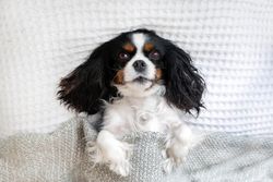 Cavalier Spaniel lying in bed