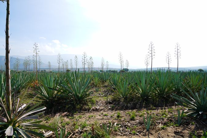 Field of blooming agave