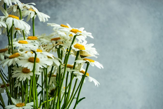 Side view of daisy flowers as a summer background