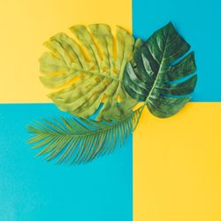 Tropical and palm leaves on cyan and yellow background