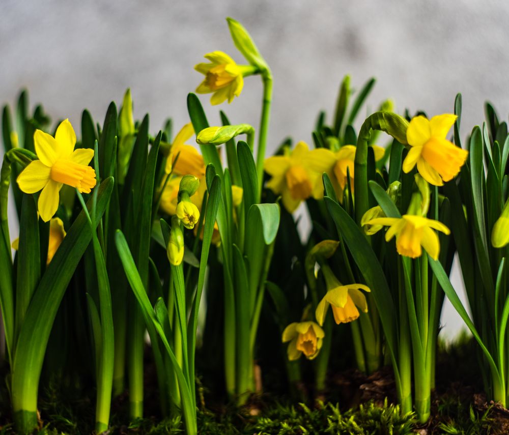 Fresh yellow daffodils growing