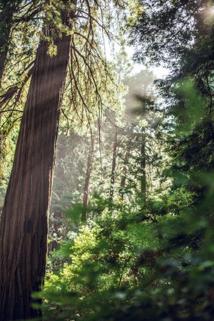 High green trees in forest in summer