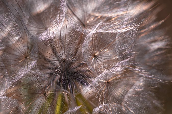 Close up of dry dandelion