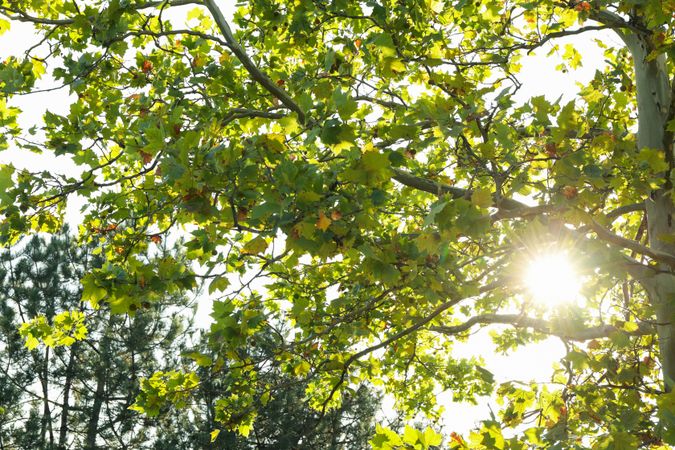 Maple tree against blue sky in sunny morning