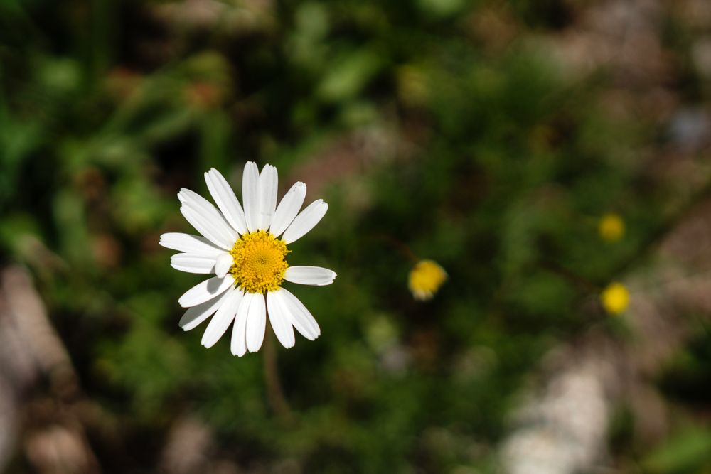 Daisy with a yellow center in a green field.
